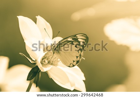 lime butterfly,butterfly fly in morning nature,Vintage effect