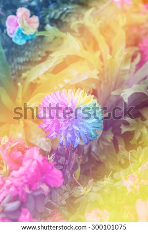 rainbow chrysanthemum flower, Colorful of rainbow Chrysanthemum flower, Vintage effect