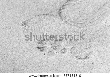 A foot print and dog paw prints in the sand on a beach