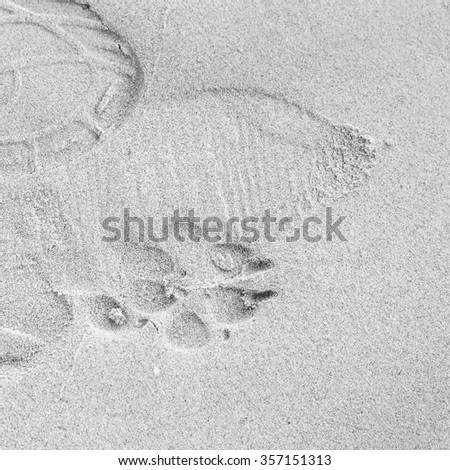 Dog Footprint, dogs single paw print on the sand