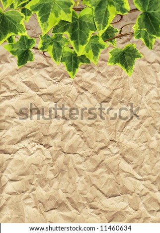 Crumpled paper and border made of green ivy (leaves with clipping path)