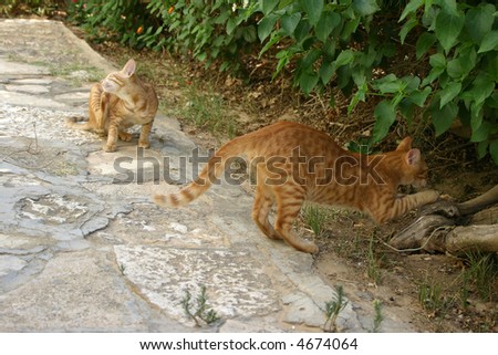 stock photo : busy couple of red cats outside