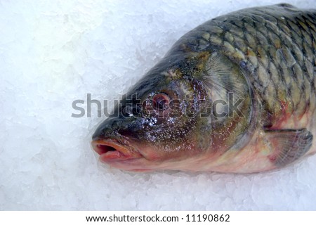 One fresh carp fish lying on cold ice