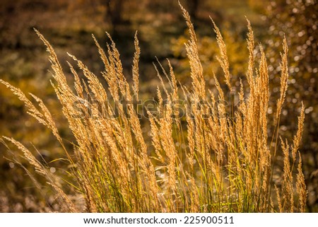 blades of grass on a sunny autumn morning with autumn colors in the background