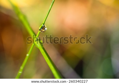 two crossed blades of grass with a water droplet and a colorful background