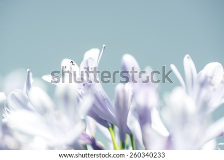 many light purple lilies on a light blue background