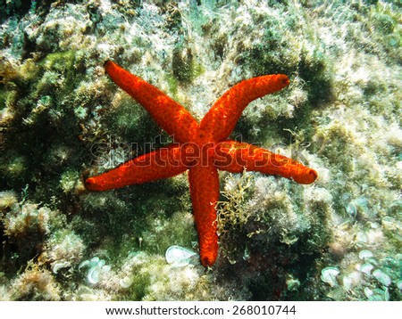 red starfish on a bed of seaweed with sunbeams