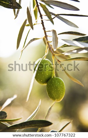 Green Olives on the tree