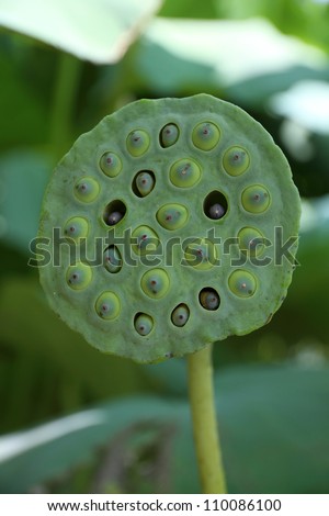 Lotus seed pot (lian zi) - The lotus seeds are used extensively in traditional Chinese medicine and desserts.