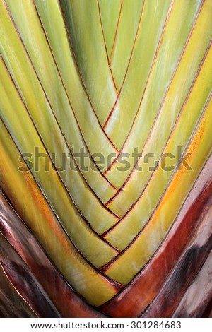 Palm tree branches abstract texture (Travellers Palm)