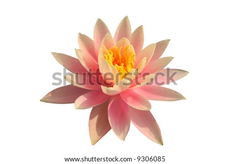 Pink water lily on white background
