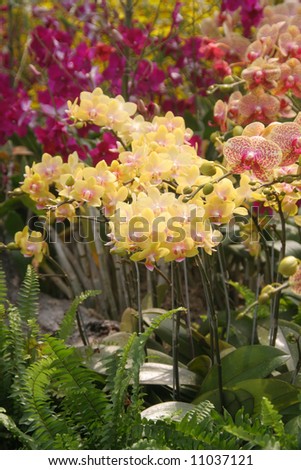 Orchids in an indoor garden