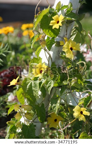 Beautiful flower vine (Thunbergia or black-eyed Susan vine or clock vine)