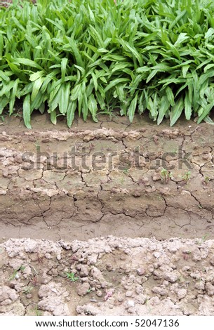 Green vegetable and soil background