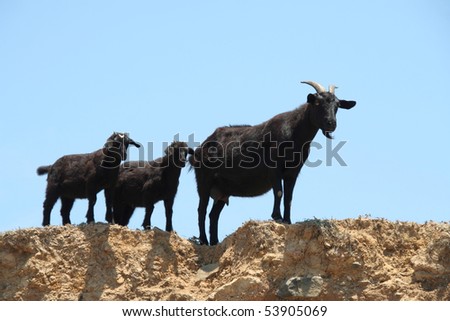 black goats