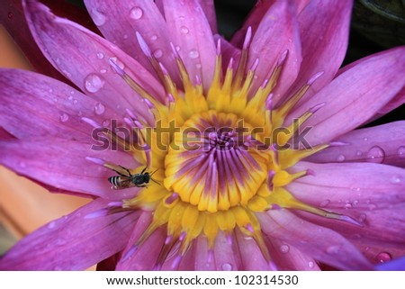 Beautiful purple water lily (lotus) and Insect