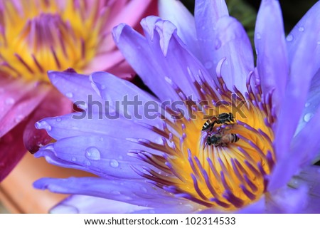 Beautiful water lily (lotus) and Insect