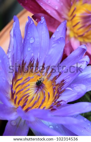 Blue water lily (lotus) and Insect