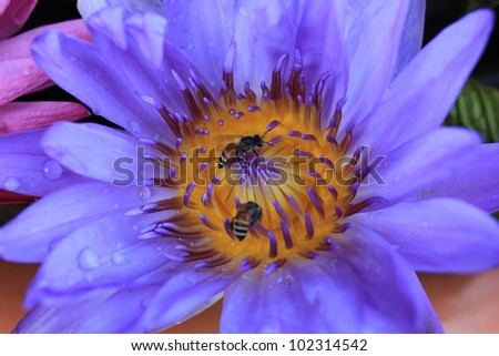 Beautiful blue water lily (lotus) and Insect