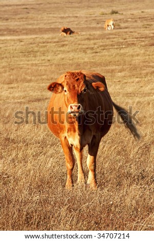 Cow Limousine