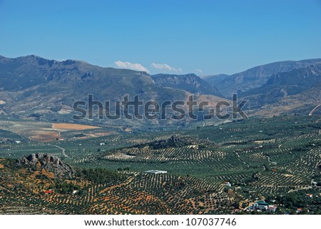 View of olive groves and mountains, Jaen, Jaen Province, Andalucia, Spain, Western Europe.