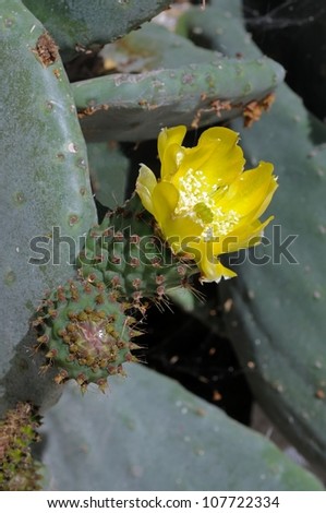 Prickly pear cactus flower, Andalucia, Spain, Western Europe.