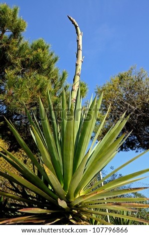 Agave Americana (Linnaeus) against a blue sky, Puerto Cabopino, Costa del Sol, Malaga Province, Andalucia, Spain, Western Europe.