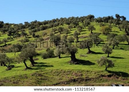 Olive trees on hillside, Guaro, Malaga Province, Andalusia, Spain, Western Europe.