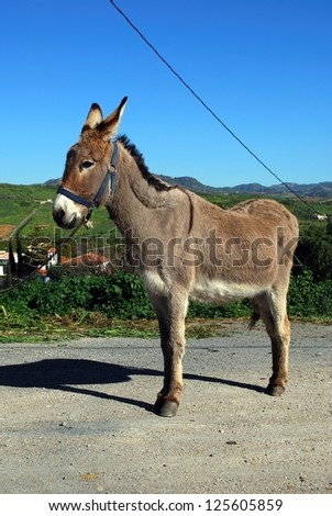 Tethered donkey, near Alora, Mijas Costa, Malaga Province, Andalucia, Spain, Western Europe.