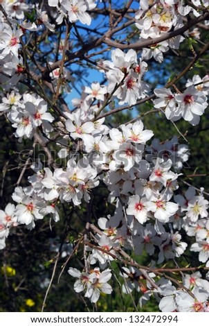 Almond tree in blossom in the Springtime, Near Alhaurin el Grande, Mijas Costa, Malaga Province, Andalucia, Spain, Western Europe.