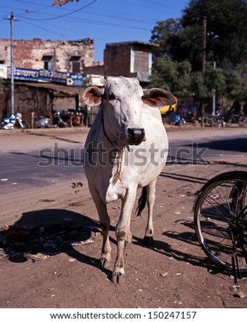 White cow standing in the street, Jaipura, Rajasthan, India.