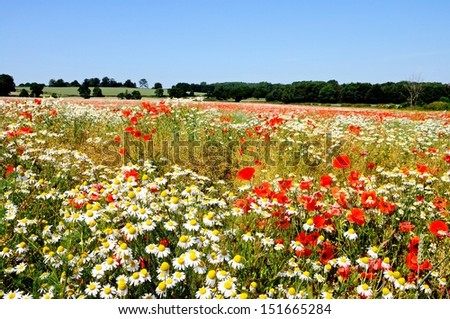 Poppy field with white daisies, Lichfield, Staffordshire, England, Western Europe.