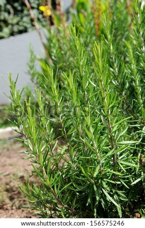 Rosemary plant (Rosmarinus officinalis), Urbanisation Calypso, Mijas Costa, Costa del Sol, Malaga Province, Andalucia, Spain, Western Europe.