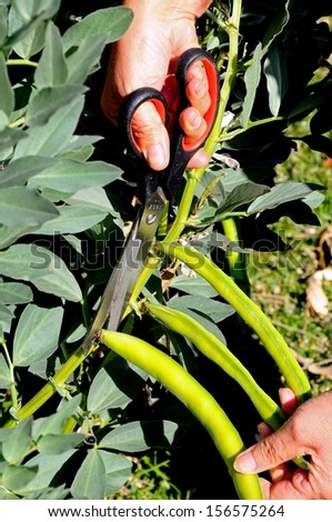 Woman broad bean pods (Reina Mora) off plants, Calypso, Mijas Costa, Malaga Province, Costa del Sol, Andalucia, Spain, Western Europe.