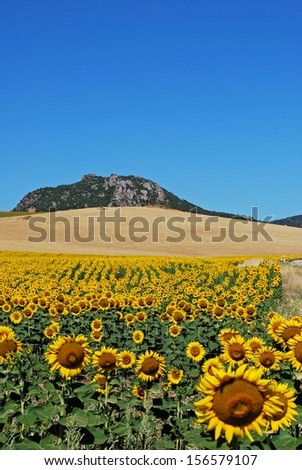 Sunflowers in field, Near Almargen, Malaga Province, Andalusia, Spain, Western Europe.