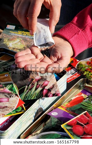 Malaga, Spain - January 25, 2012 - Woman shaking red spring onion seeds into palm of hand ready for sowing, Malaga, Spain, January 25, 2012.