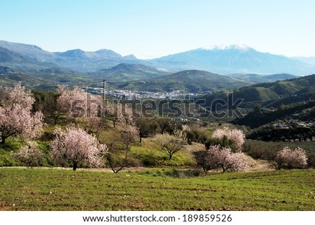 Almond tree in blossom with views towards the snow capped mountains, Colmenar, Costa del Sol, Malaga Province, Andalusia, Spain, Western Europe.
