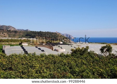 Crops growing under poly-tunnels by the sea, Maro, Costa del Sol, Malaga Province, Andalusia, Spain, Western Europe.
