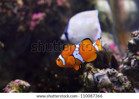 Coral reef and colorful fish