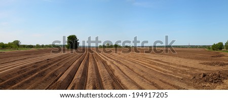 Arable land and lonely tree in the background. Panorama.