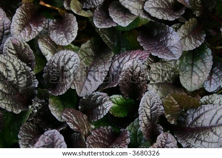 Dark-violet leaves