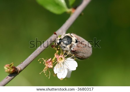 The may-bug sits on a branch of a cherry. It is photographed close up