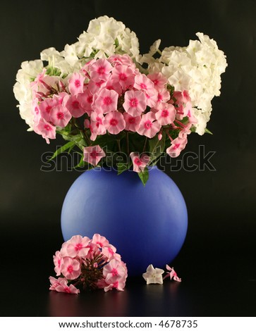 Bouquet of phloxes in a vase on a black background