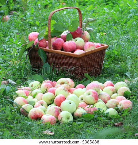 Basket with apples on a grass. Beside apples lay.