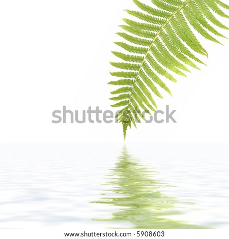 Fern leaf on a white background  and its reflection in water.