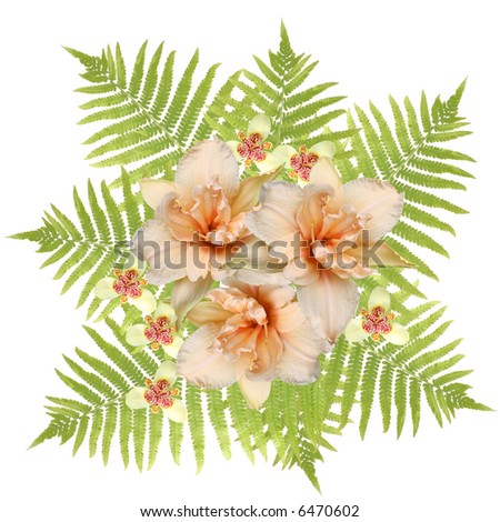 Composition from fern leaves, flowers of  lily and orchids on a white background