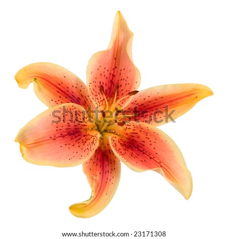 orange lily isolated on white background