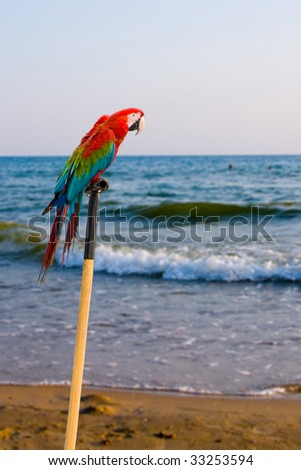 parrot birds on tropical blue sea background