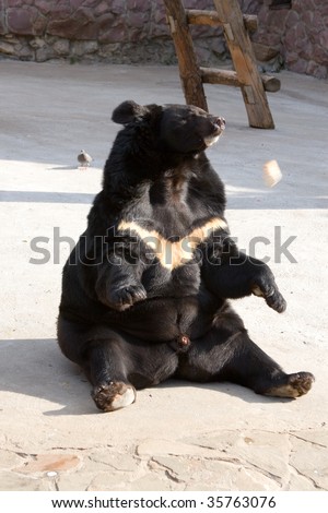 Himalayan bear in a funny pose