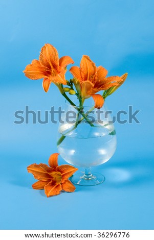 Bouquet of day-lily flowers on a blue  background